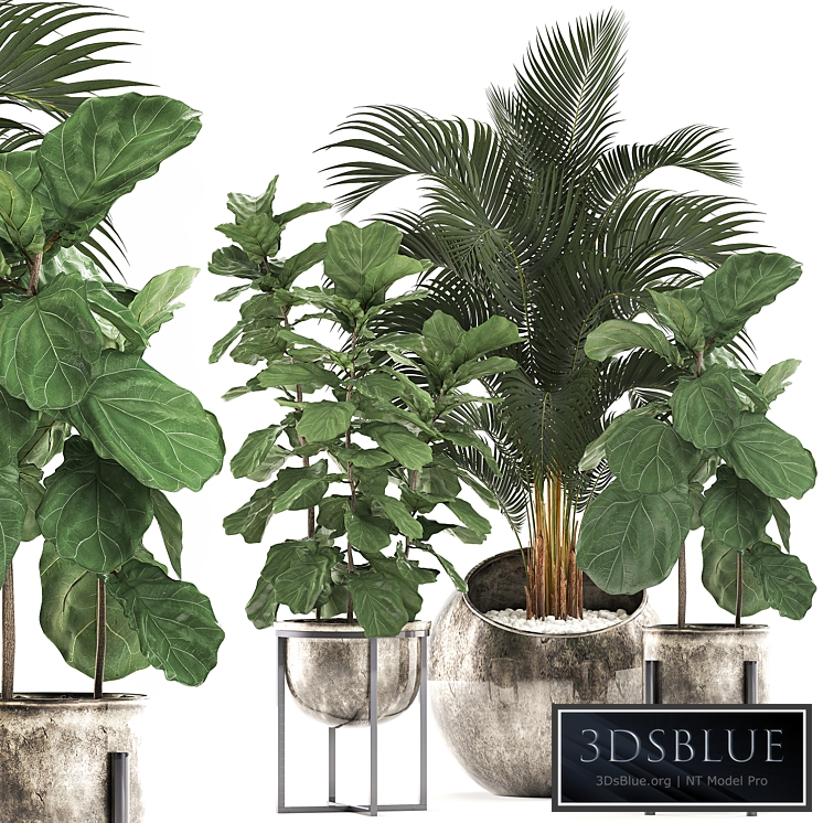 Plant Collection 474. palm tree, ficus lyrata, pot, luxury, indoor plants, Howea forsteriana