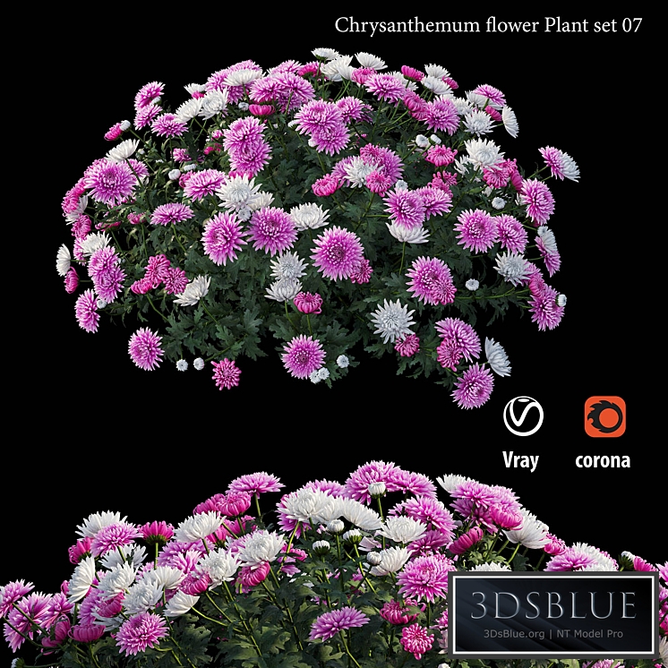Chrysanthemum flower plant set 07