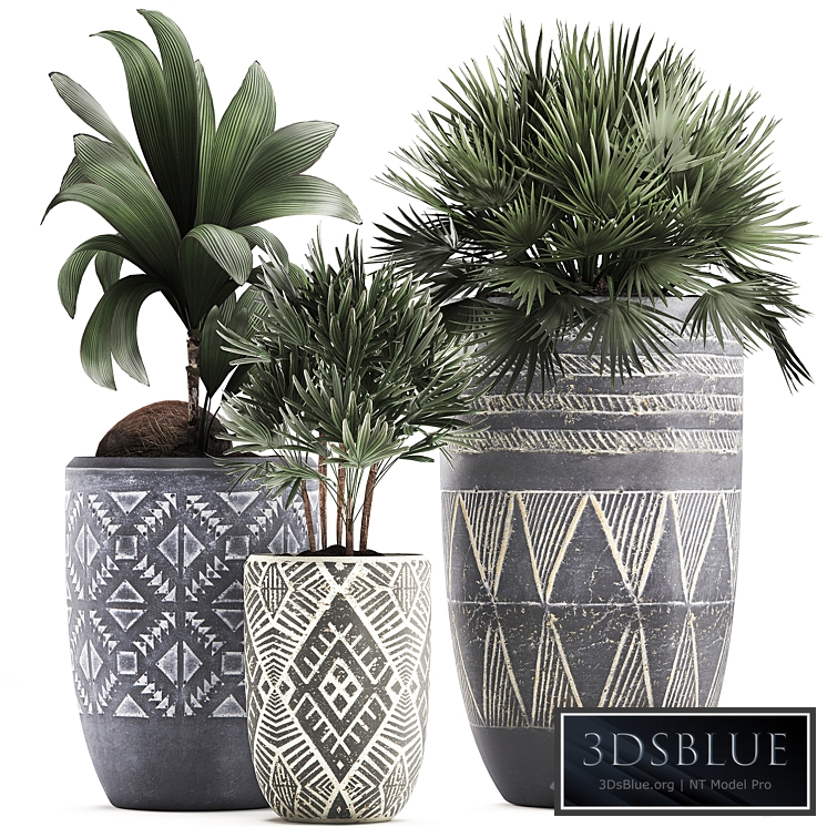 Plant Collection 475. coconut nucifera, fan palm, rapis, indoor plants, eco design, natural decor, indoor