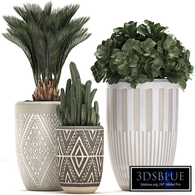 Collection of small plants in ethnic aged pots with Cactus, Date palm, flower. Set 476.