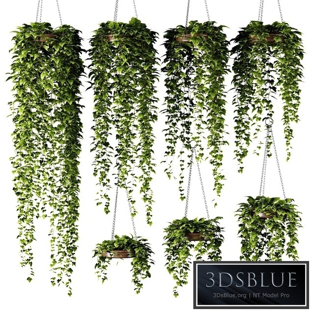 Ivy in round flower pots