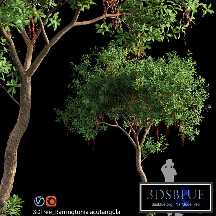 Barringtonia acutangula 02