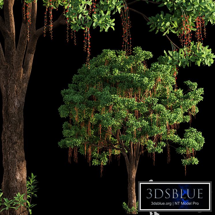 Barringtonia Acutangula 03