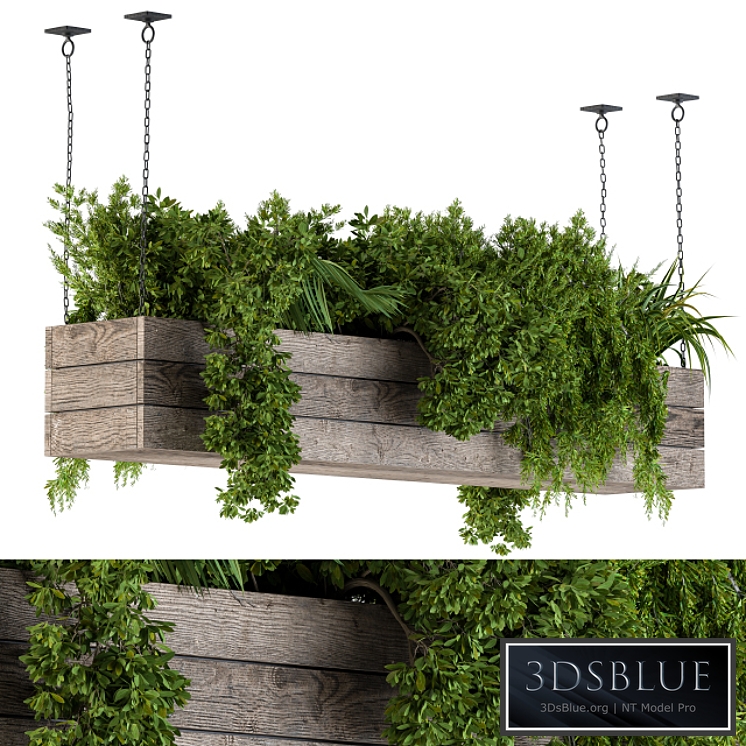 Hanging Plants in Wooden Box