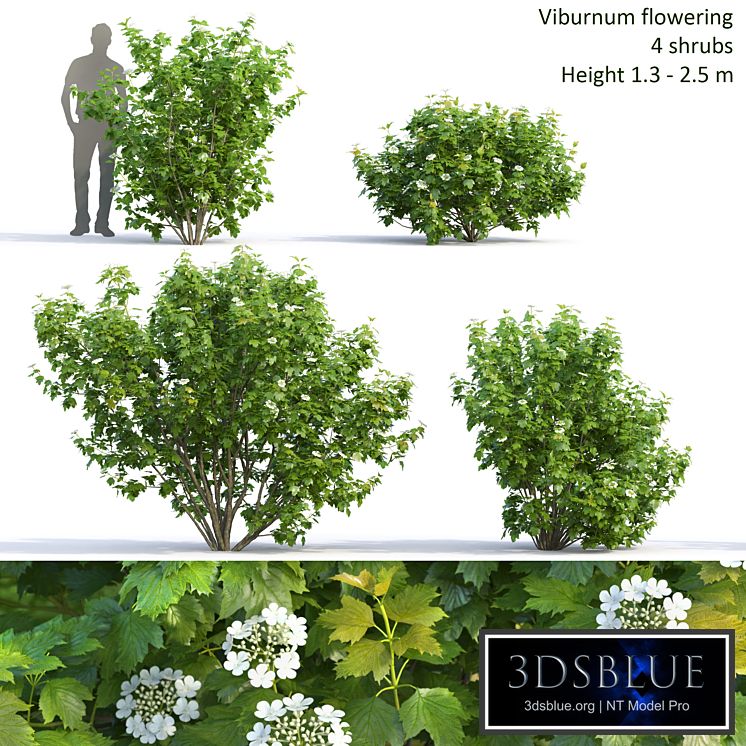 Viburnum