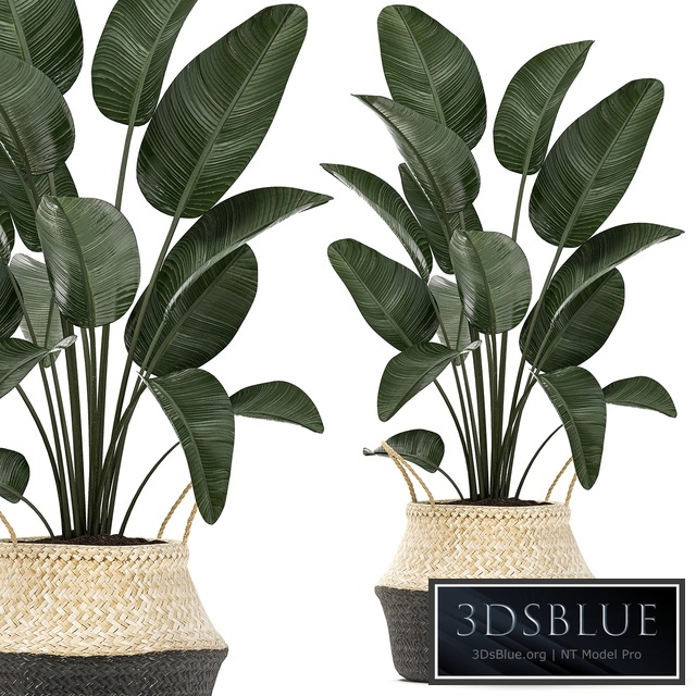 Plant Collection 483. Basket, rattan, indoor plants, eco design, natural decor, Scandinavian style, natural materials, bush