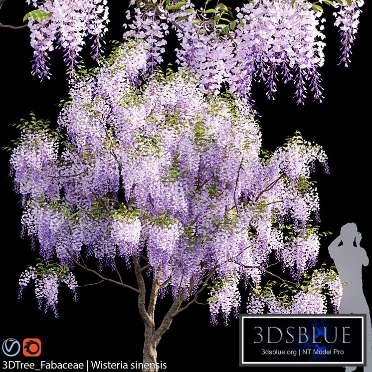Fabaceae | Wisteria sinensis 04