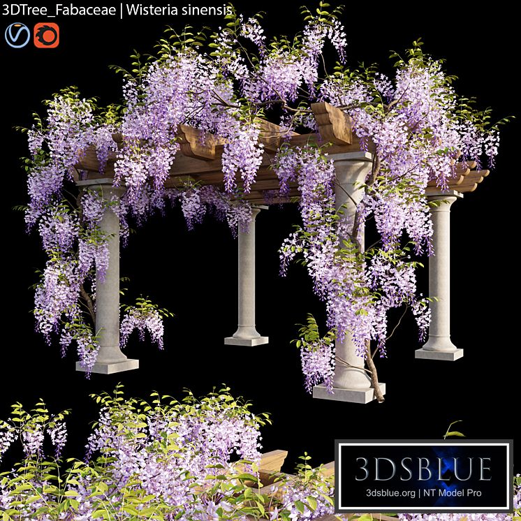 Fabaceae | Wisteria sinensis 05