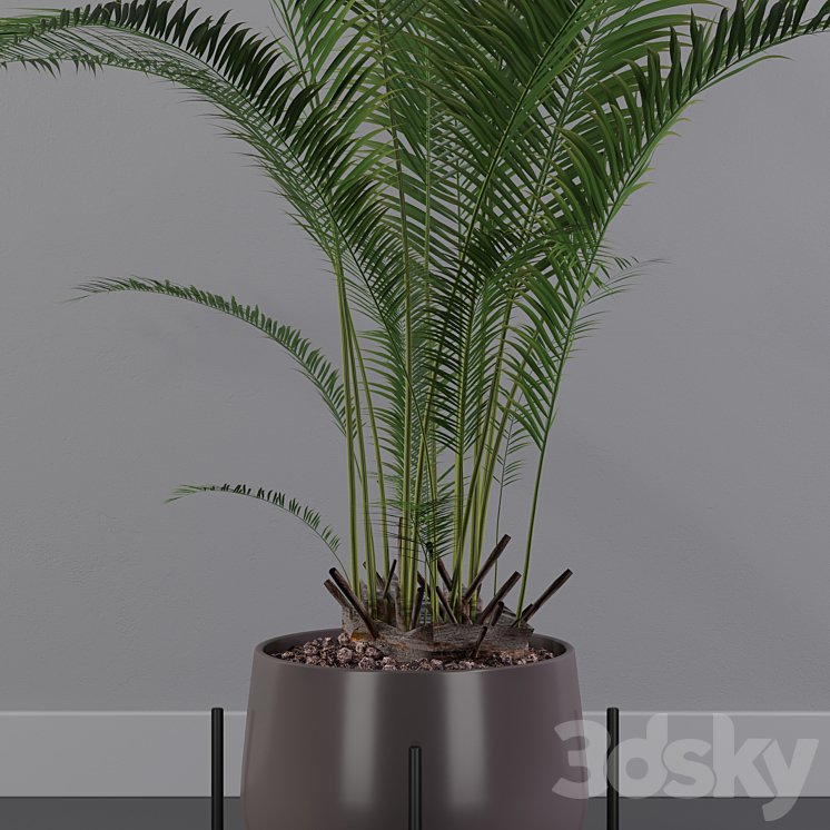 Plants collection 002 - Areca Palm 01