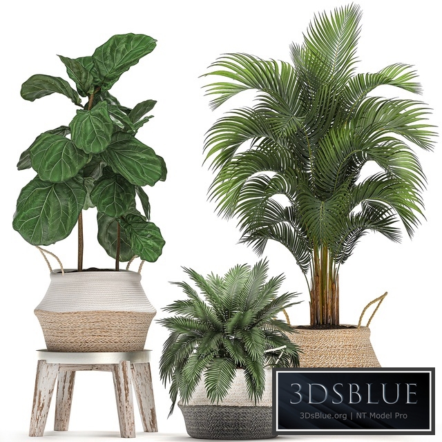 Plant Collection 486. Basket, rattan, palm tree, hovea, ficus lyrata, indoor plants, eco design, natural decor, Scandinavian style, natural materials, bush, Howea forsteriana