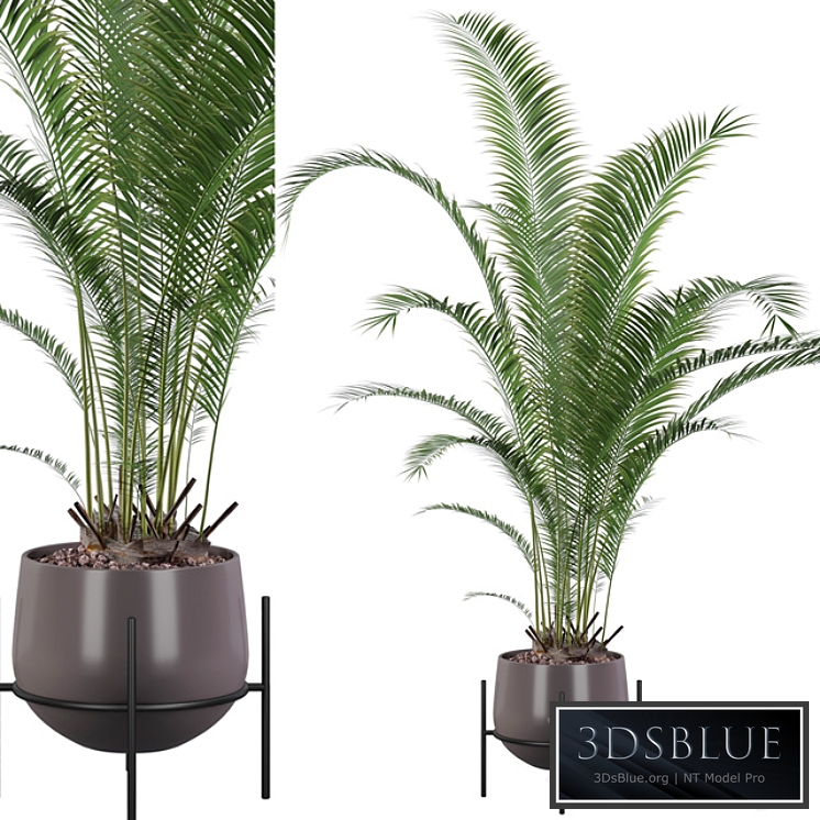 Plants collection 002 - Areca Palm 01