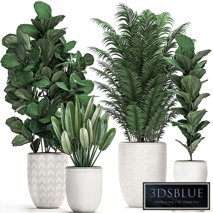 Plant Collection 490. White pots, ficus lyrata, palm tree, strelitzia, indoor plants