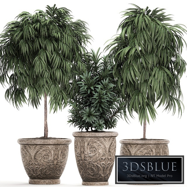 Plant Collection 491. Tree, classic flowerpot, landscaping, outdoor, garden, trees, topiary