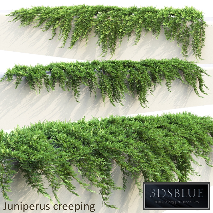 Juniper on retaining wall | Juniperus creeping # 1