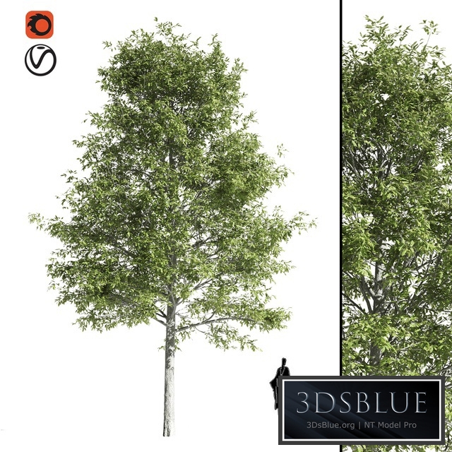 High quality OAK-Tree