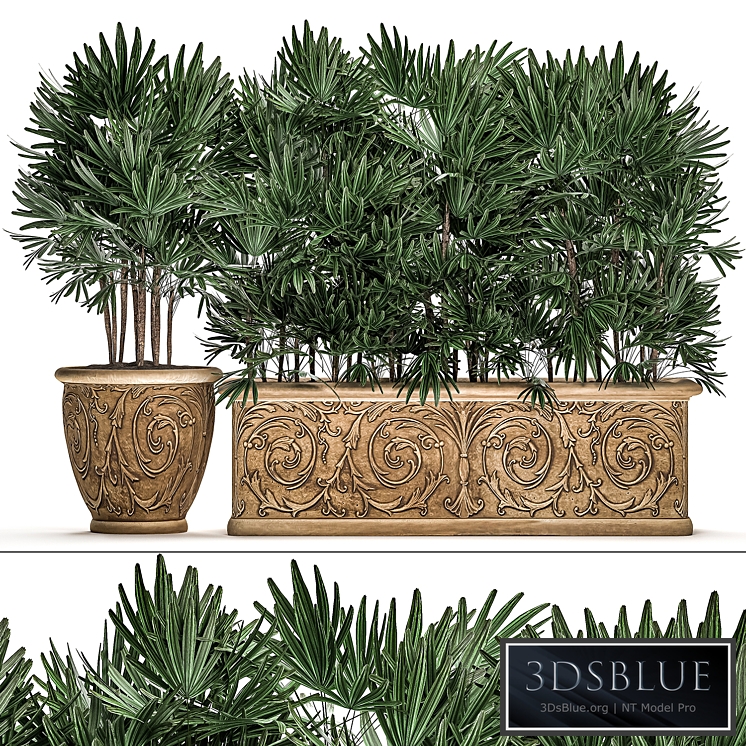 Plant Collection 494. Palma rapis, thickets, classic flowerpot, landscaping, bushes, jungle, outdoor, for garden, park, Rhapis