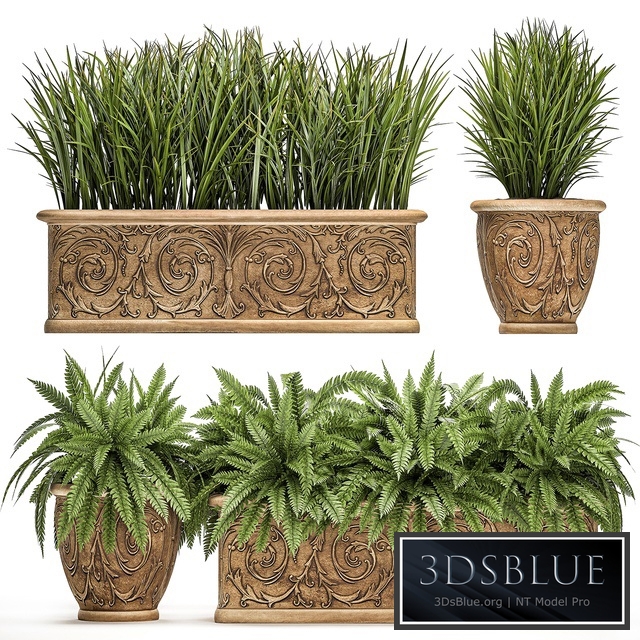 Plant Collection 496. fern, bushes, classic flowerpot, landscaping, outdoor pots, for garden, park