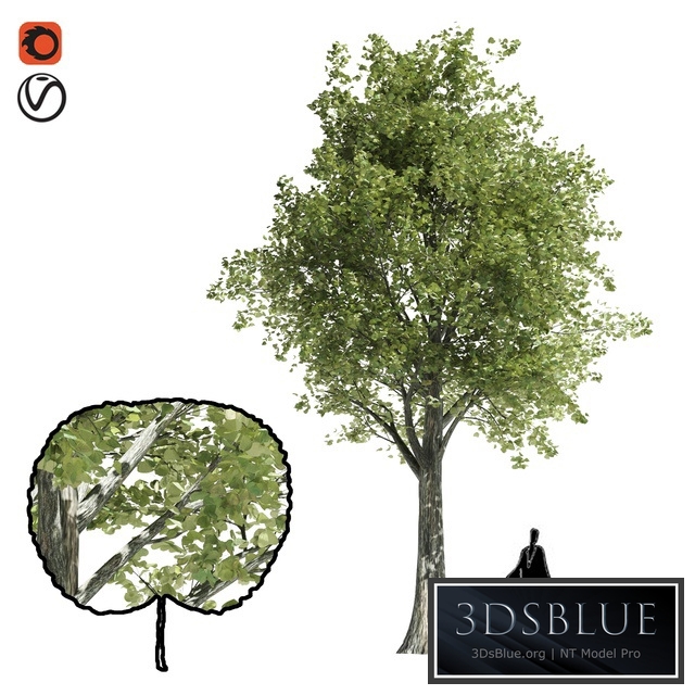 High quality katsura tree