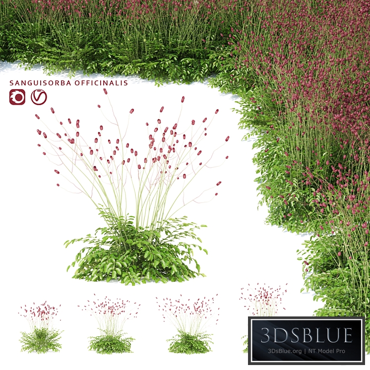 Hemophilus officinalis | Sanguisorba officinalis