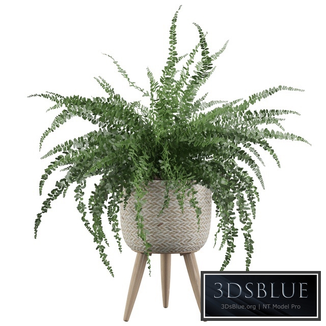 Plants collection 007 - Fern indoor 01