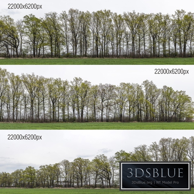 Panorama with trees. 3 pcs. 22k