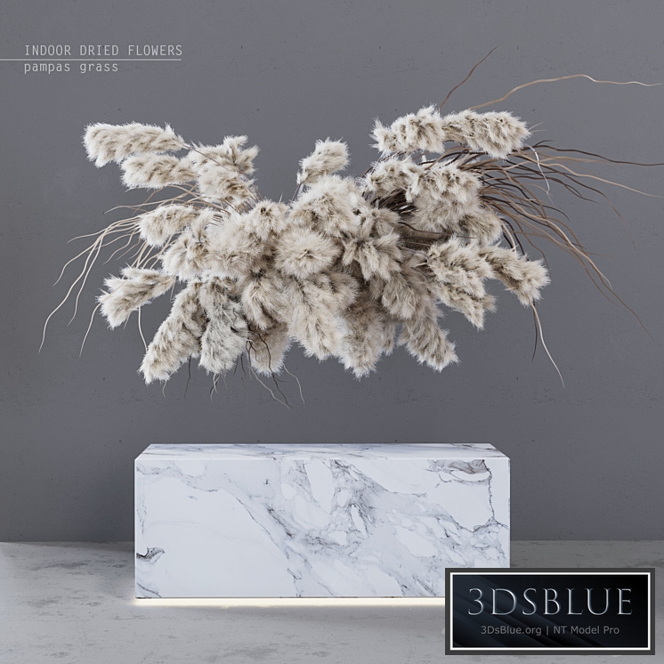 INDOOR DRIED FLOWERS / pampas grass
