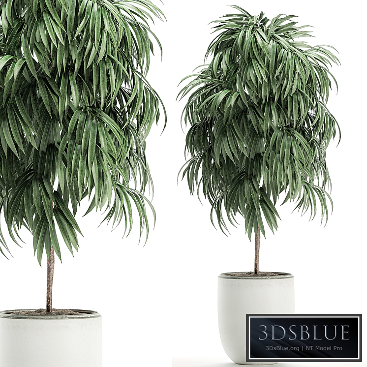 Plant Collection Ficus Alii 501. Decorative tree, white pot, flowerpot, interior, indoor, Scandinavian style, small tree