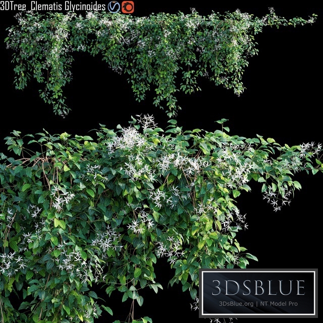 Creeper - Clematis Glycinoides 01