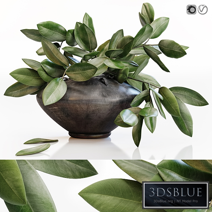 Amazing plant in black vase