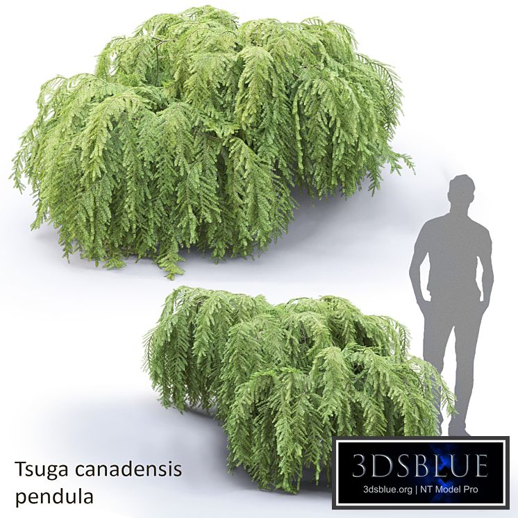 Tsuga canadian dangling | Tsuga canadensis pendula # 1