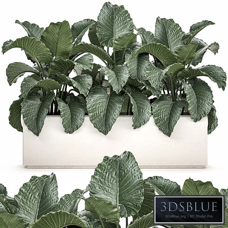 Plant Collection 507. Bushes, thickets, alocasia, white pot, flowerpot, indoor plants