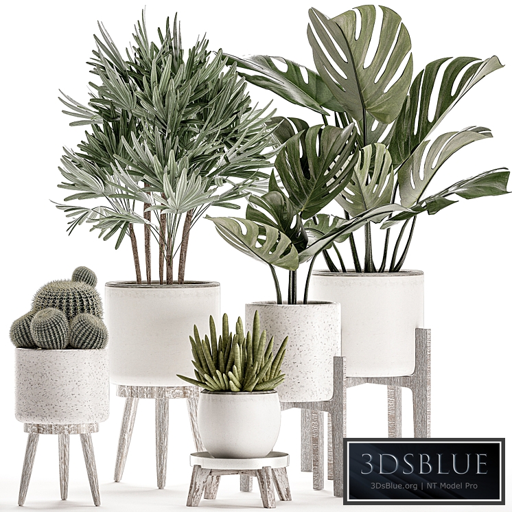 Plant Collection 509. White pot, flowerpot, monstera, painting, palm tree, cactus, Barrel cactus, Scandinavian style, interior, home, eco decor, design