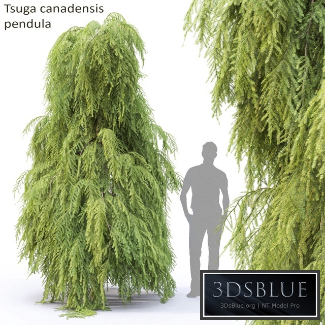 Tsuga Canadian | Tsuga canadensis pendula # 2