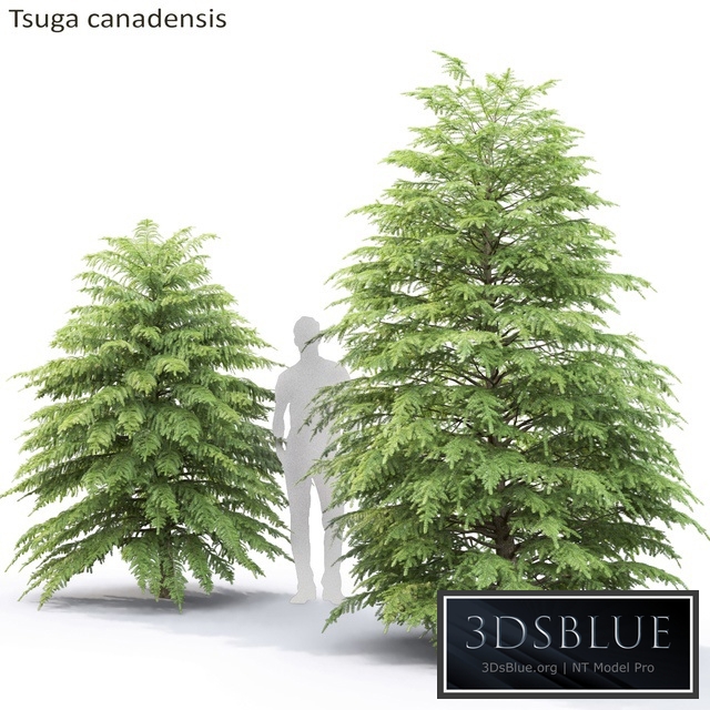 Tsuga Canadian | Tsuga canadensis # 2