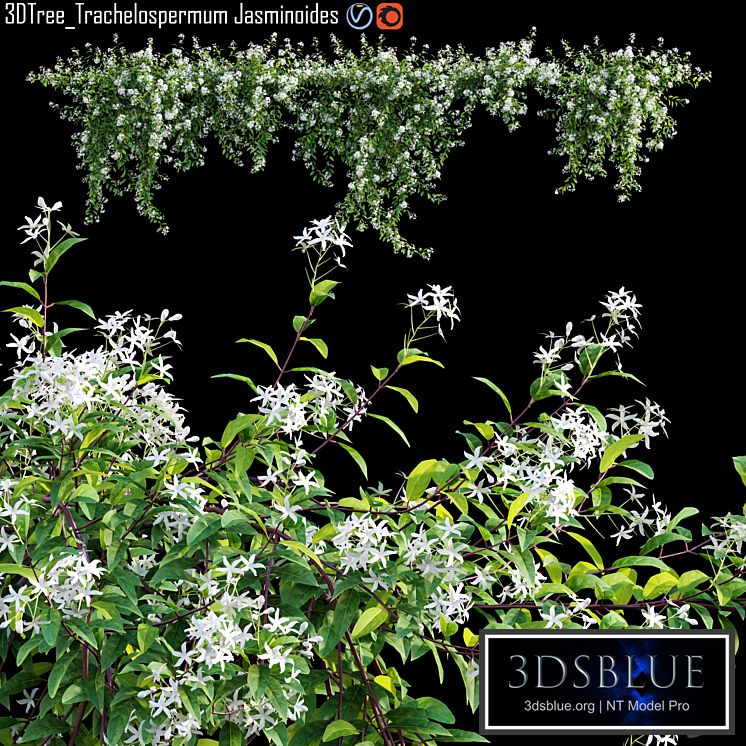 Trachelospermum Jasminoides | Star jasmine creeper