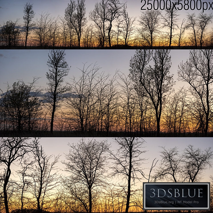 Silhouettes of trees at sunset. Panorama