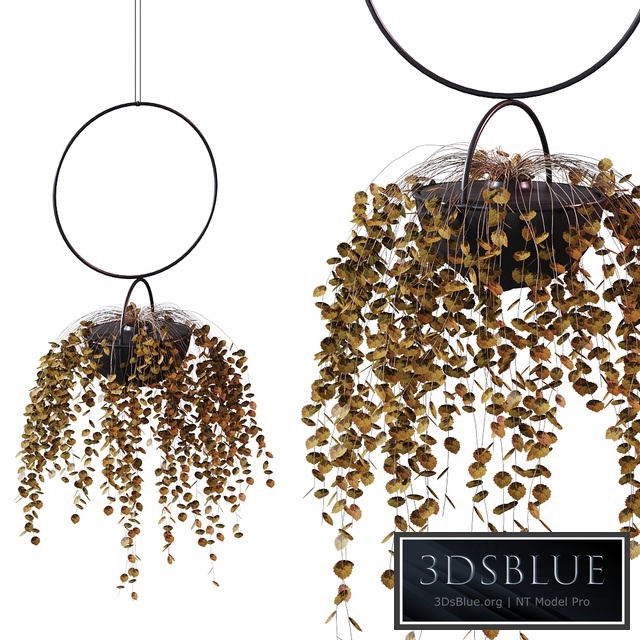 Hanging Planter Plant # 2 / BLUMENKUGEL EDITION