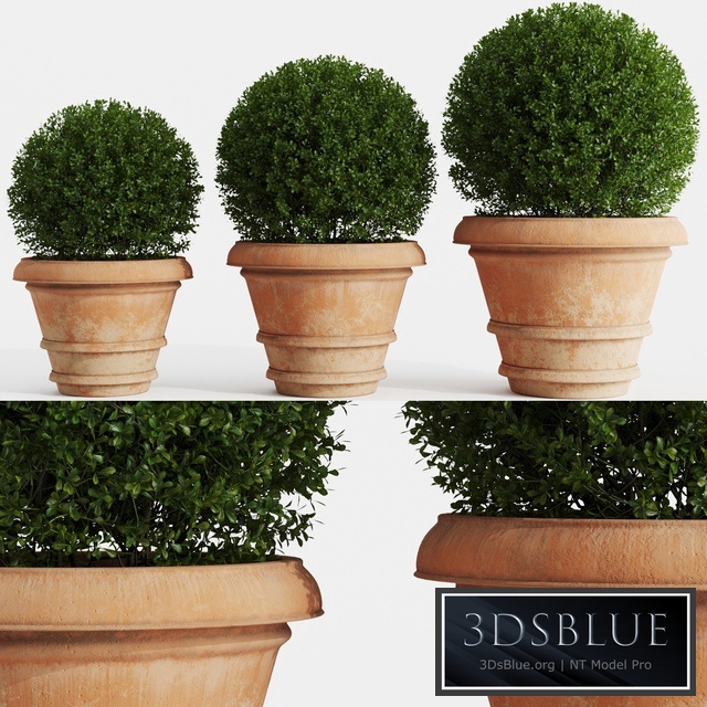 Boxwood evergreen in clay pots
