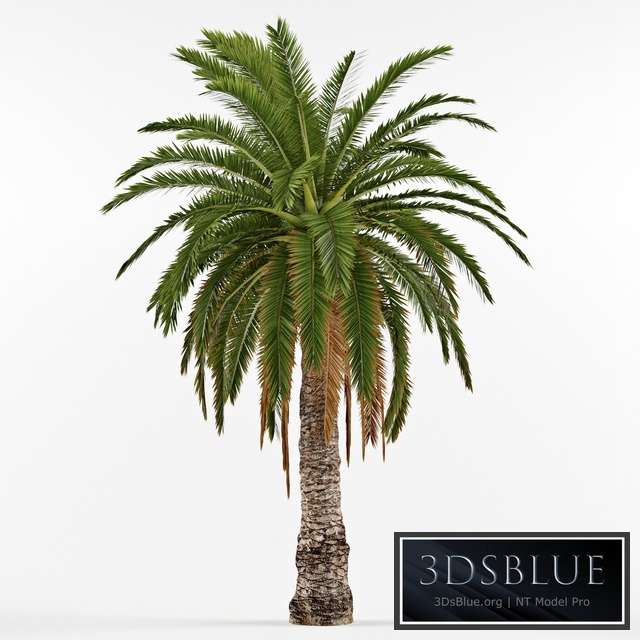 Phenicus Canary / Phoenix Canariensis