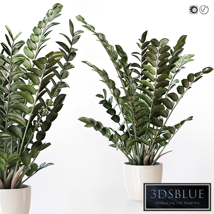 Amazing plant Zamioculcas in white vase