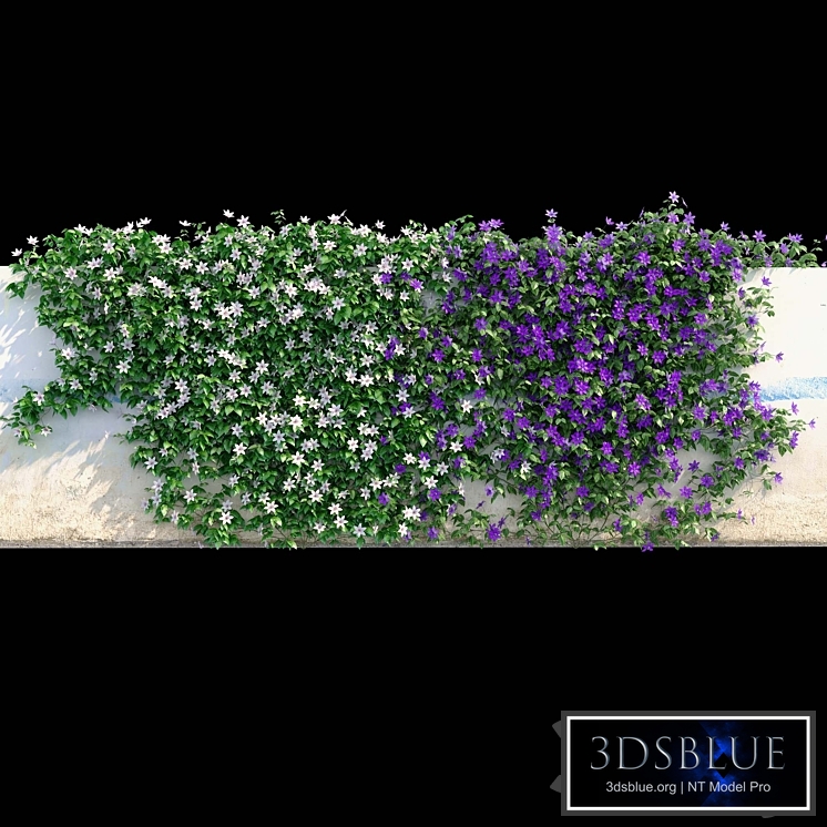 Clematis on the wall