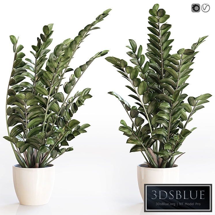 Angular flowerpot Zamiokulkas in a white vase