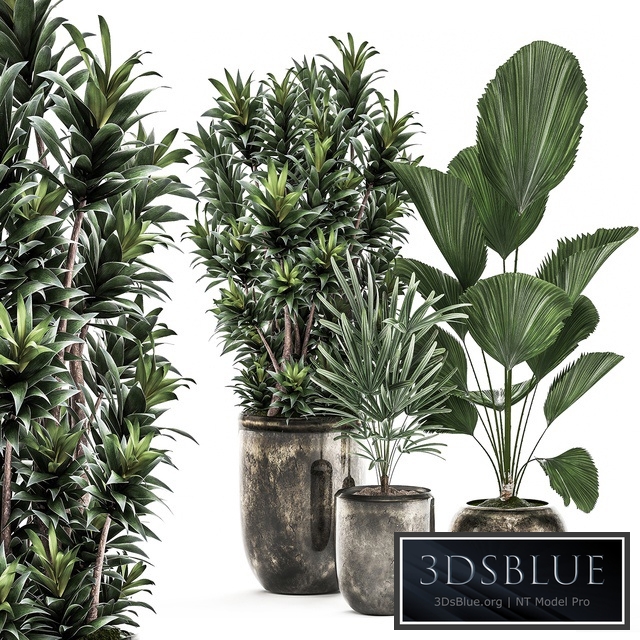 Plant Collection 531. Dracaena, Likuala, palm tree, rapis, black flowerpot, luxury pot, flowerpot