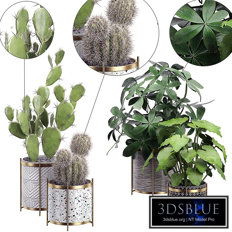 INTERIOR FLOWER PACK 19 - CACTUS. Part 3