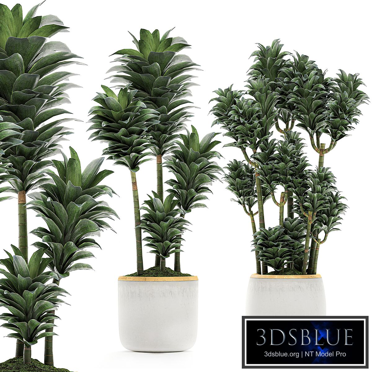 A beautiful small decorative flower of Dracaena Compacta in a white pot with gold. Set 533