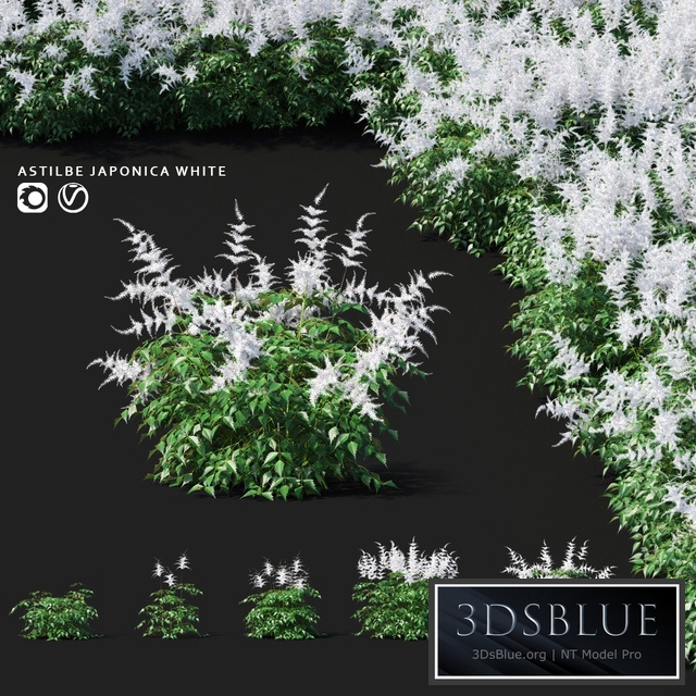 Astilba Japanese White | Astilbe japonica