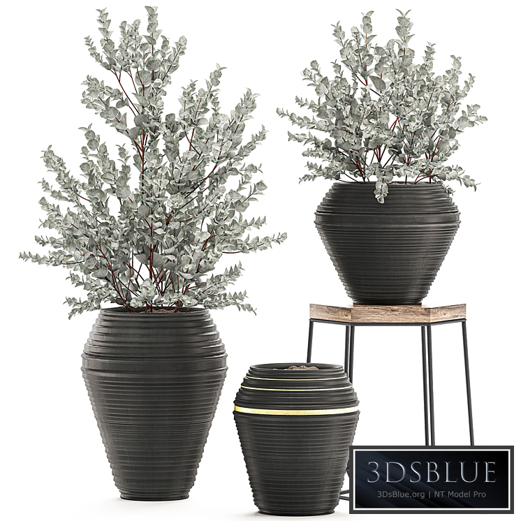 Plant Eucalyptus cinerea 534. Vase, bushes, Eucalyptus, indoor plants