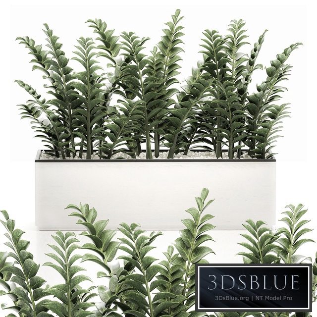 Zamioculcas plants 535. Thickets, white flowerpot, pot, bushes, indoor plants, office flowers, plants, Scandinavian style