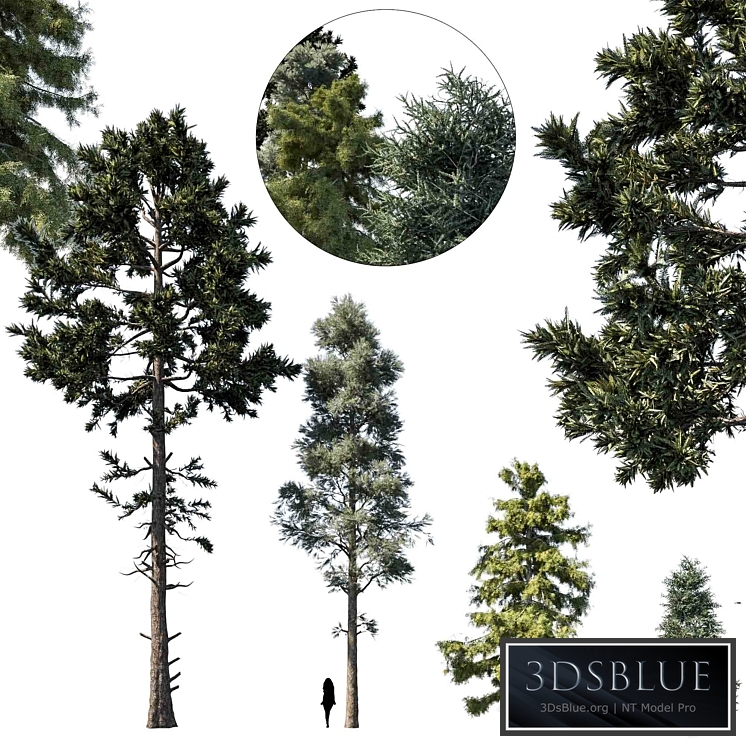 coniferous tree set 1