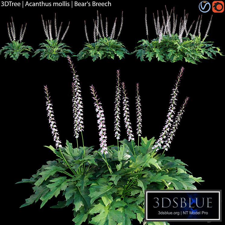 Acanthus mollis | Bear&#39;s breech